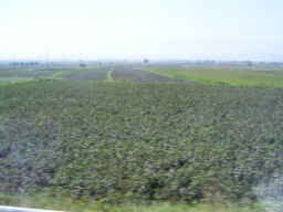 Baumwollfelder auf der Fahrt nach Aydin